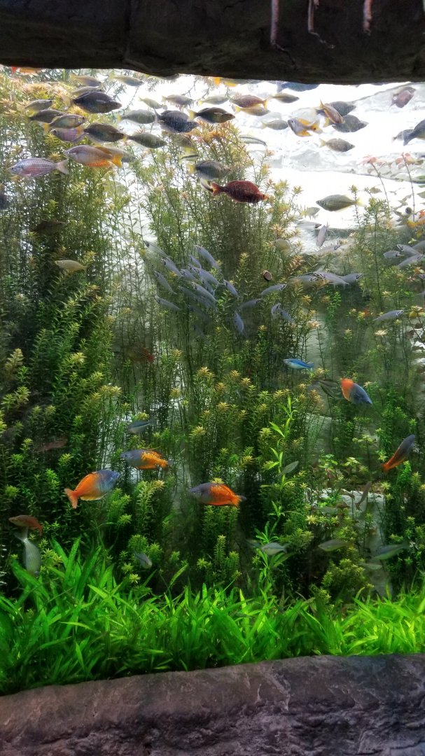 Ghost catfish, rainbowfish