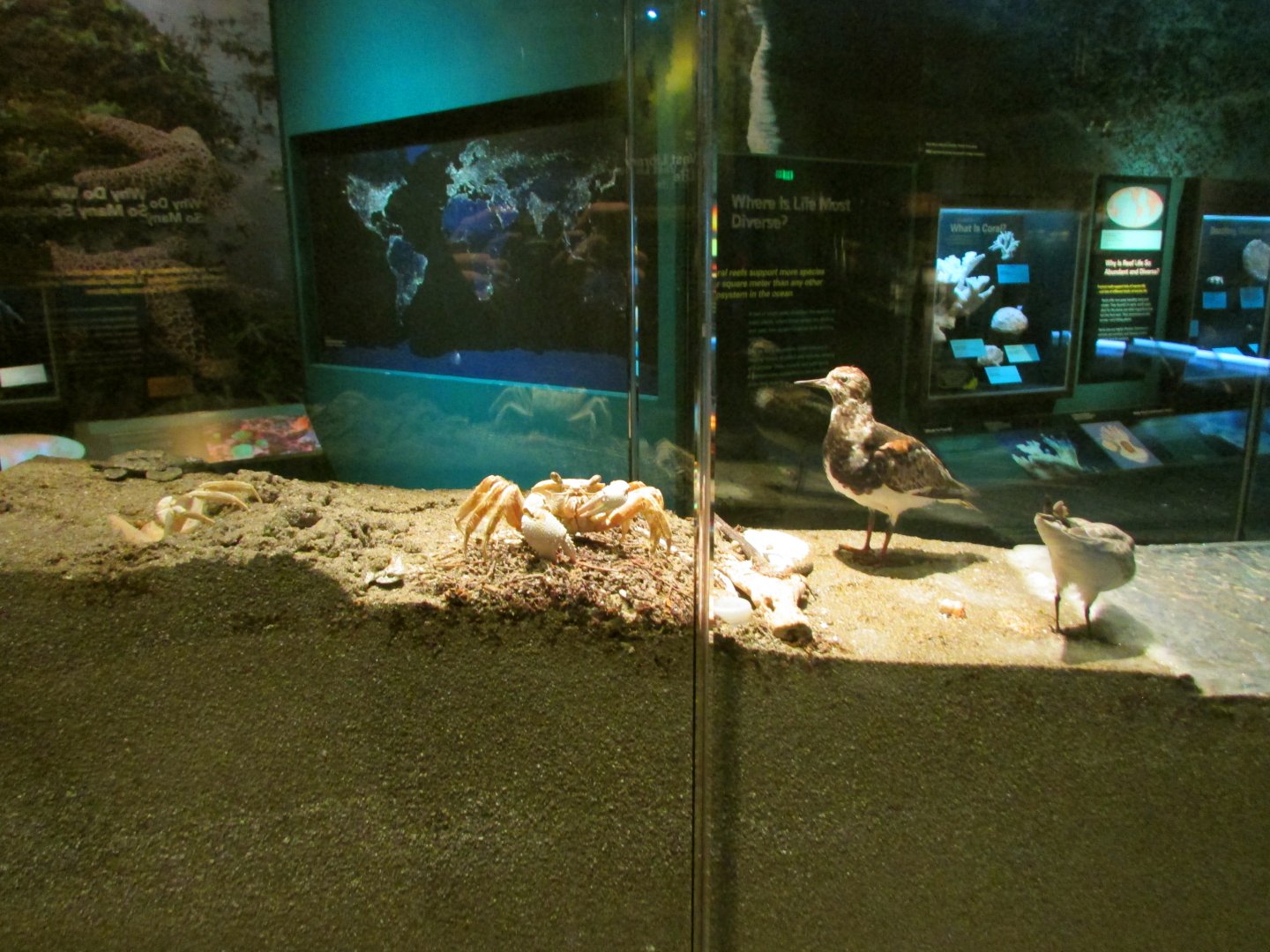 Ghost Crab & Shorebirds