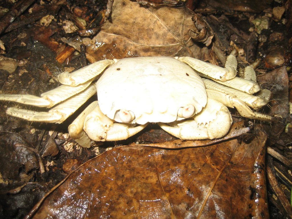 Ghost Crab