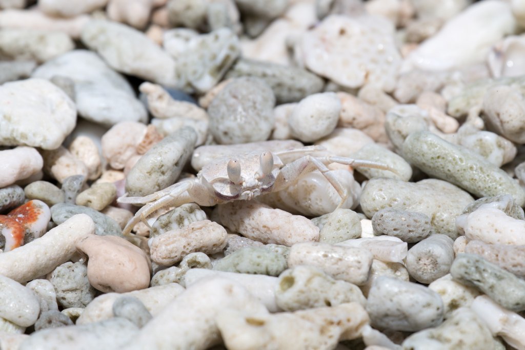Ghost Crab