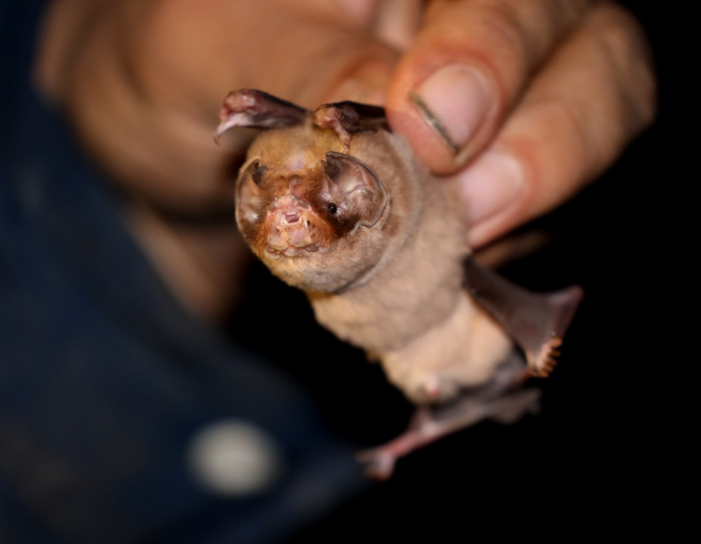 ghost-faced bat (Mormoops megalophylla)
