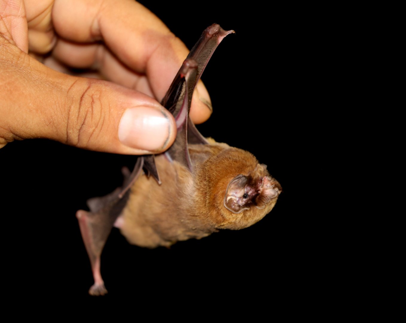 ghost-faced bat (Mormoops megalophylla)