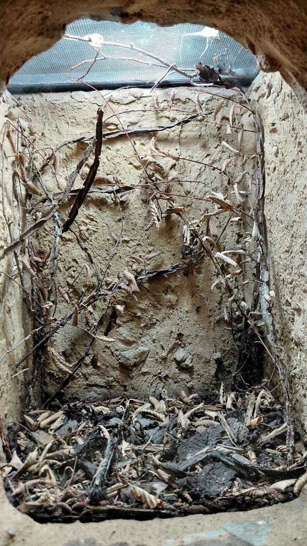 Ghost mantis exhibit