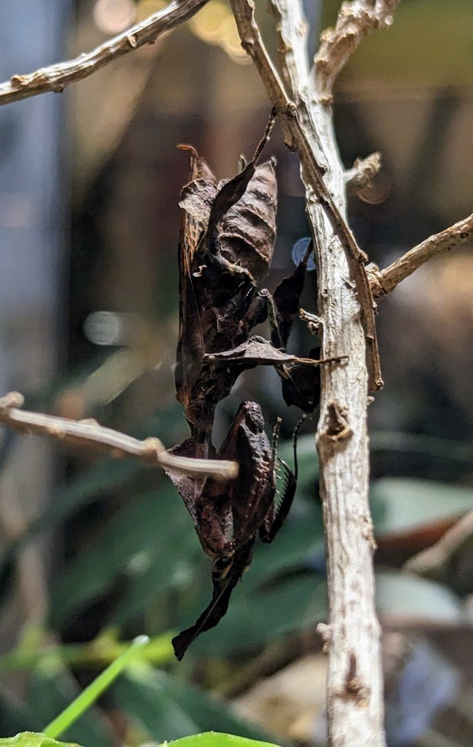 Ghost Mantis - July 8th 2023