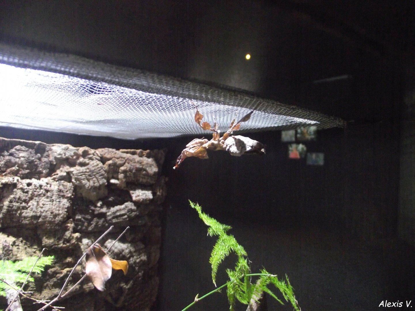 Ghost Mantis (Phyllocrania paradoxa) - Zooparc de Beauval - 13/07/2024