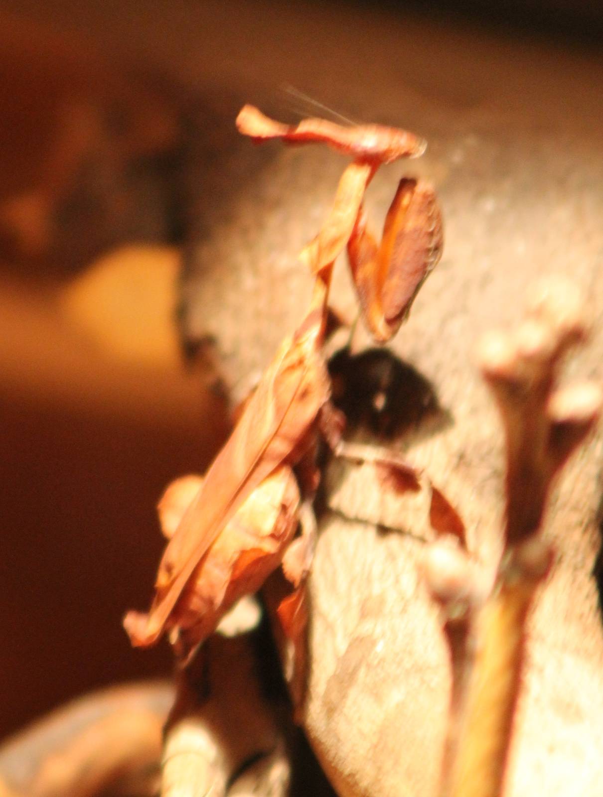 Ghost praying mantis