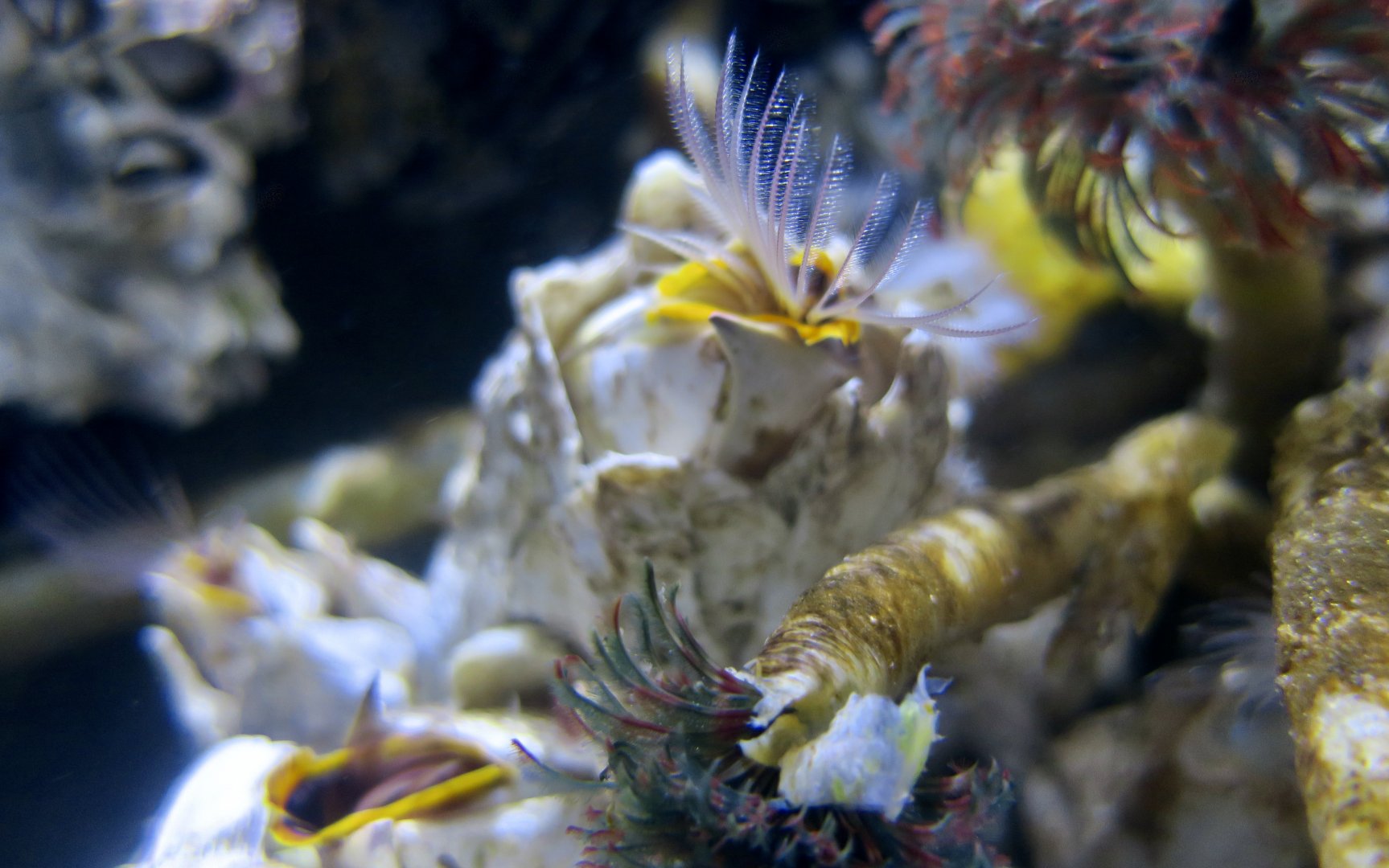 Giant Acorn Barnacle (Balanus nubilus)