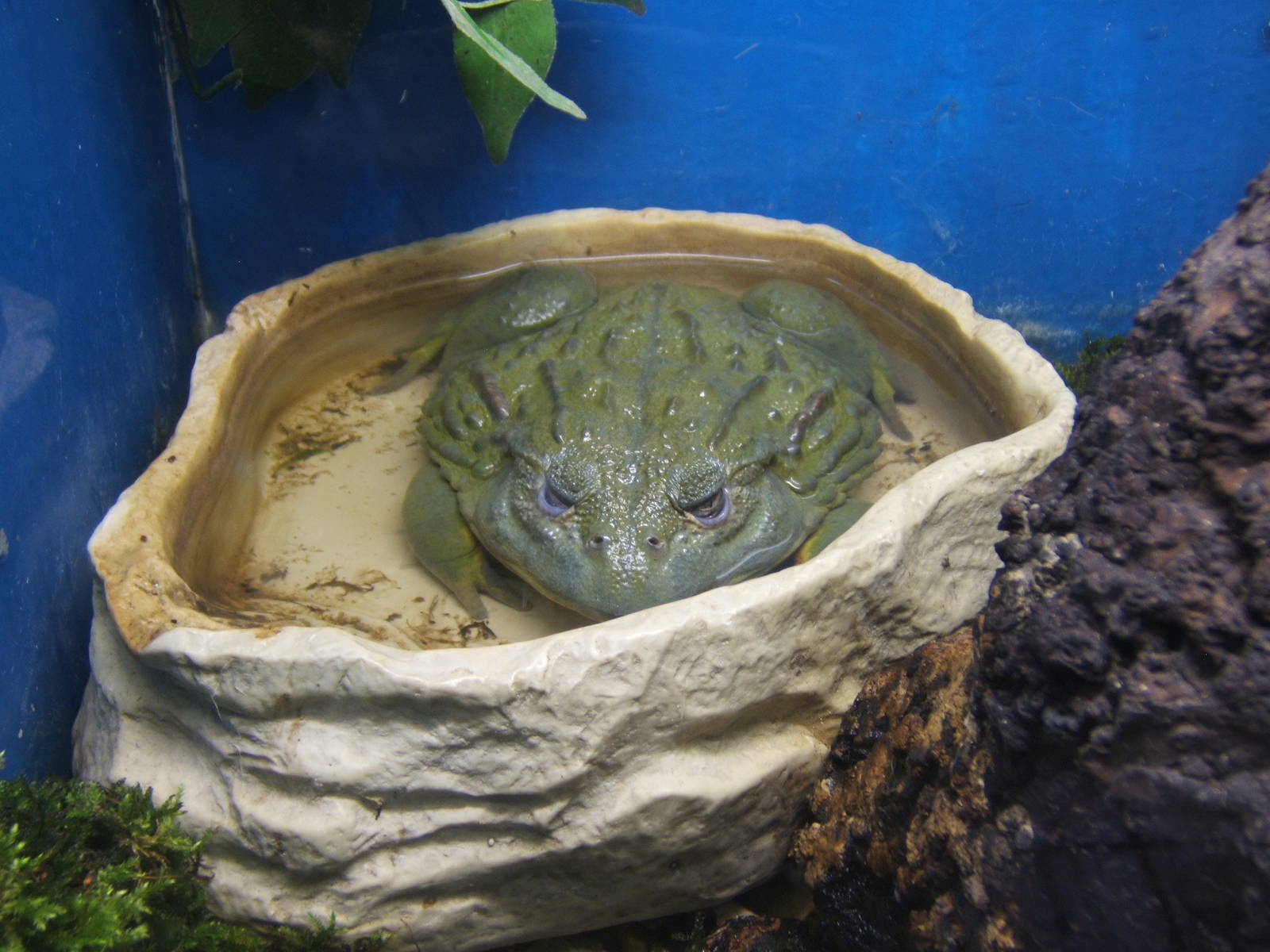 Giant African Bullfrog