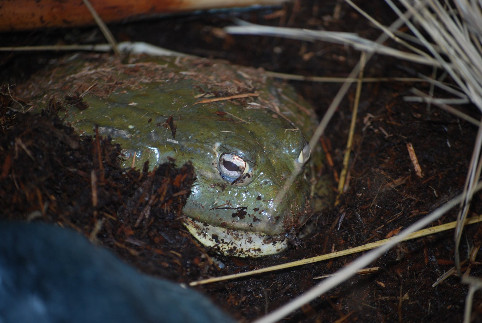 Giant African Bullfrog