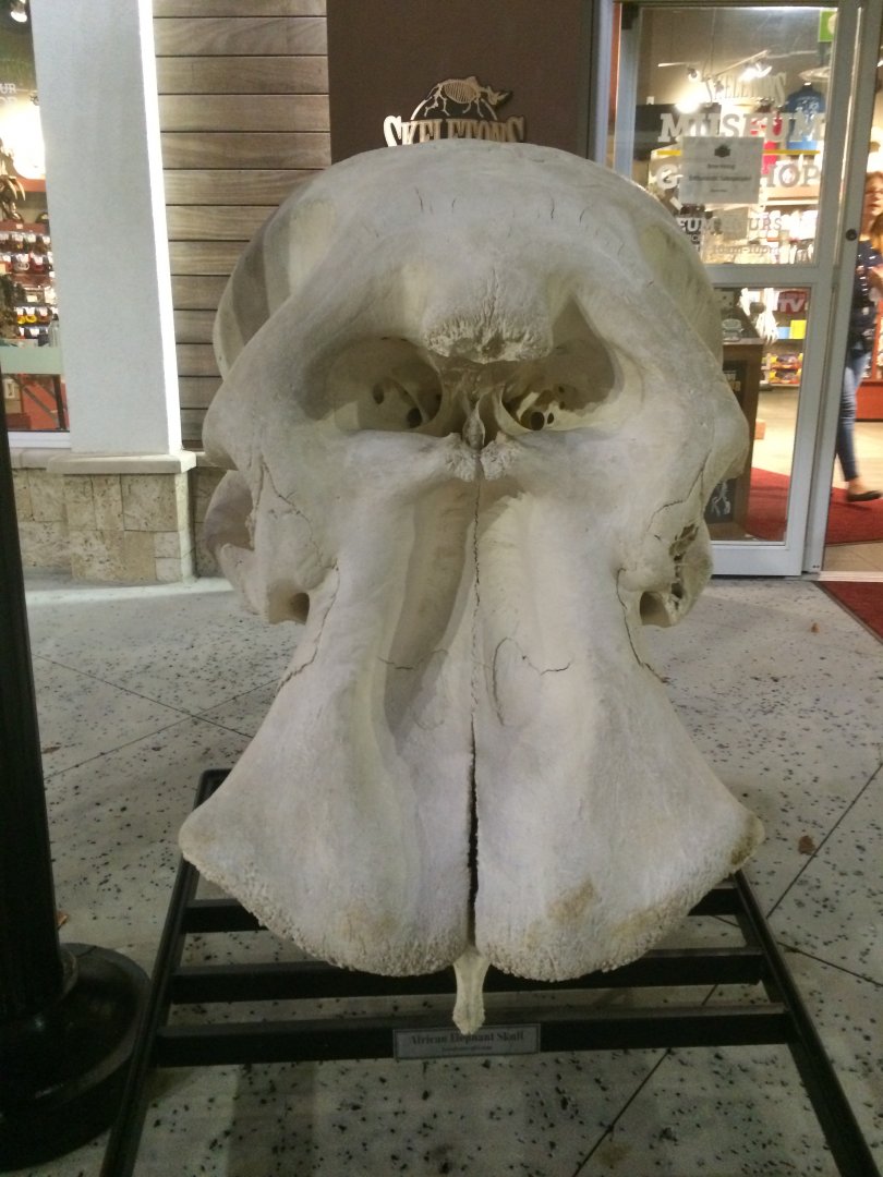 Giant African Elephant Bull Skull