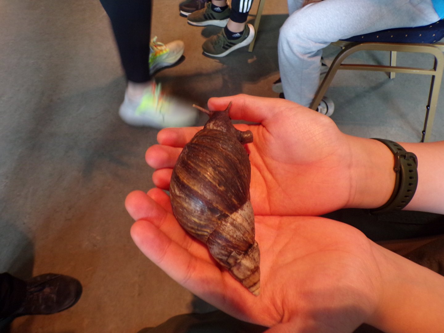 Giant African land snail 18.7.23