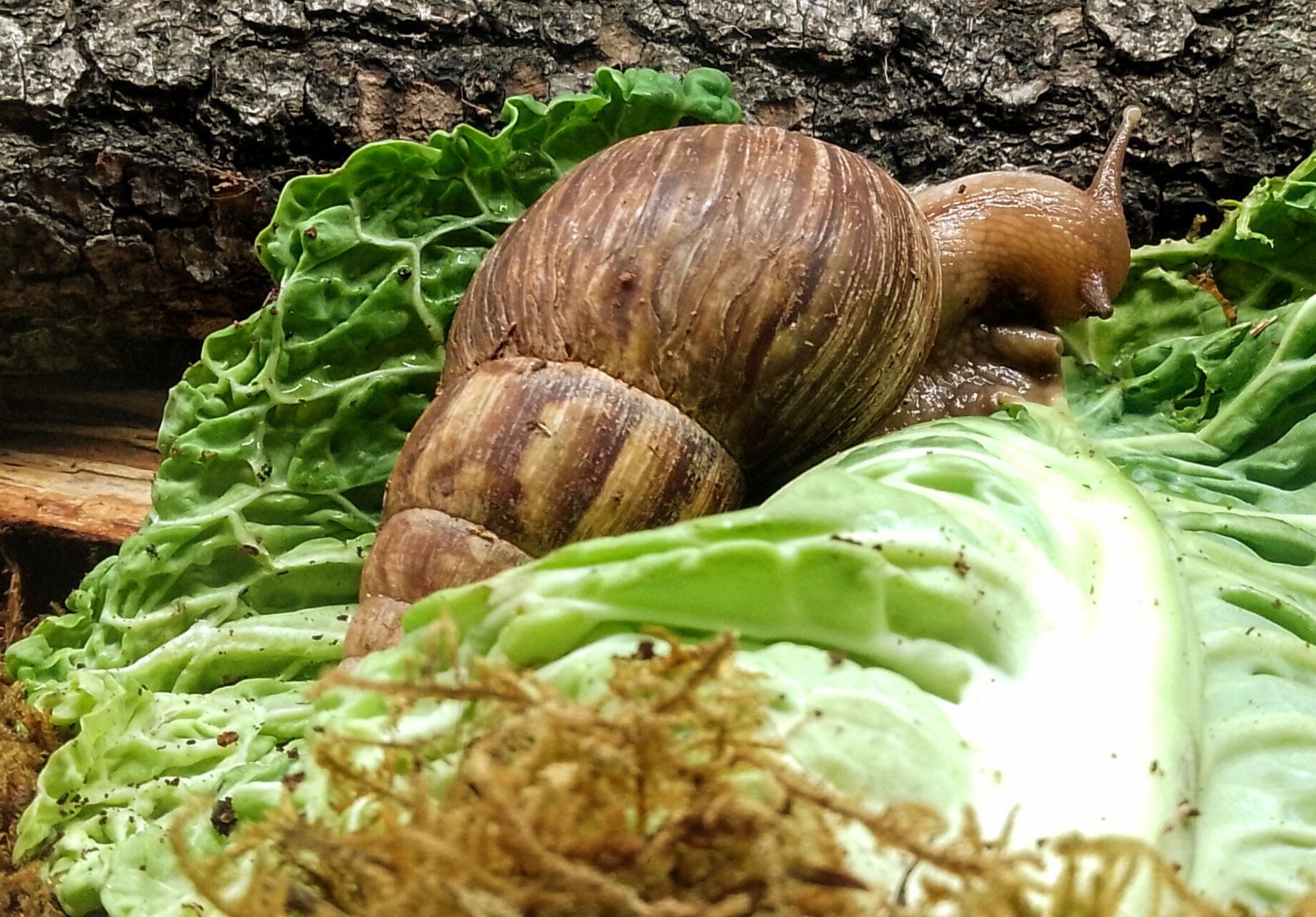 Giant African land snail 260725