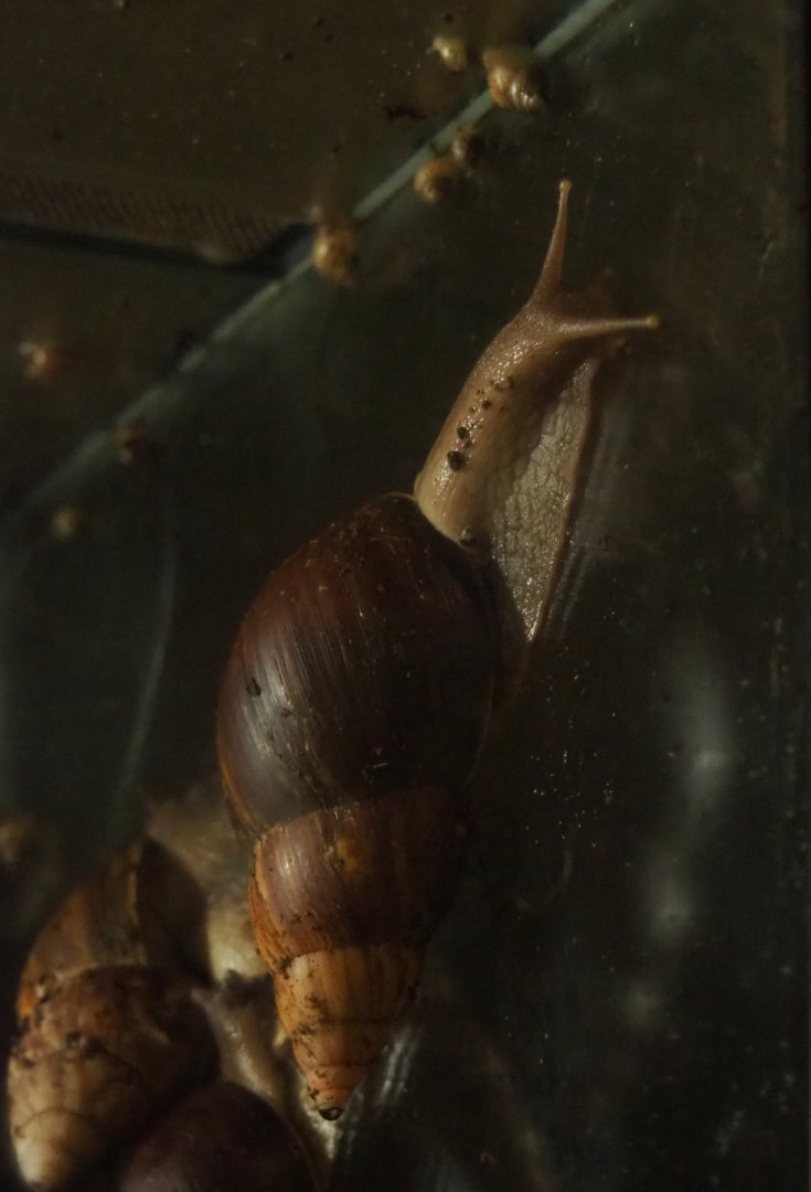 Giant African land snail (Achatina fulica), 2019-08-11
