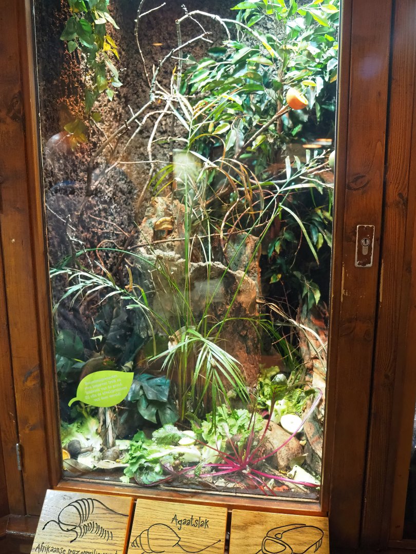 Giant African land snail, African giant millipede and Flower beetle terrarium, 2023-09-24