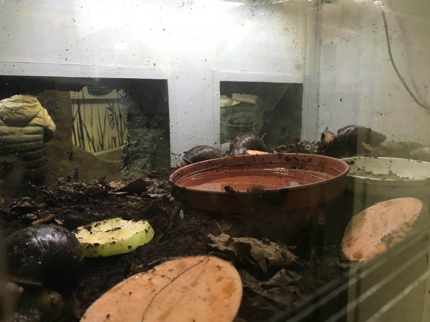 Giant african land snail and african millipede enclosure
