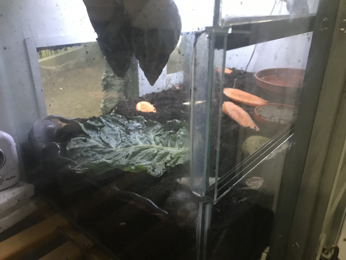 Giant African land snail and Tanzanian red legged millipede enclosure