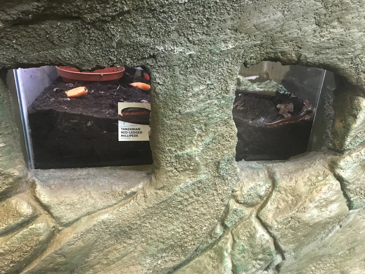 Giant African land snail and Tanzanian red legged millipede viewing areas