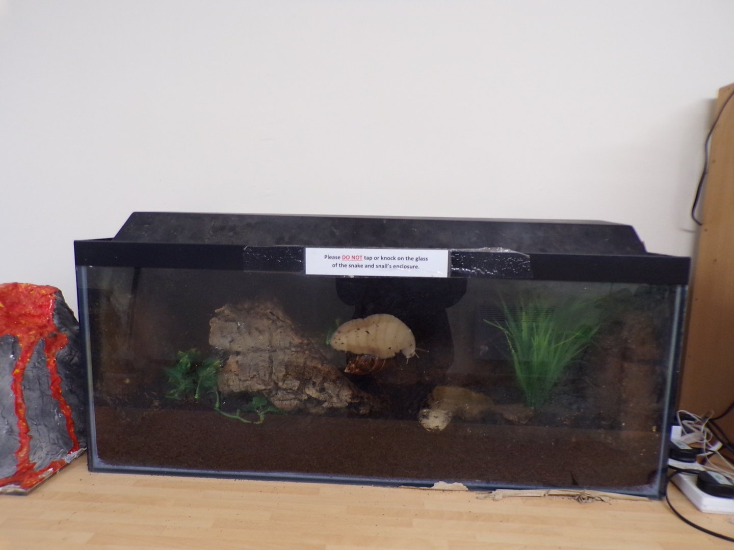 Giant African land snail enclosure in education room