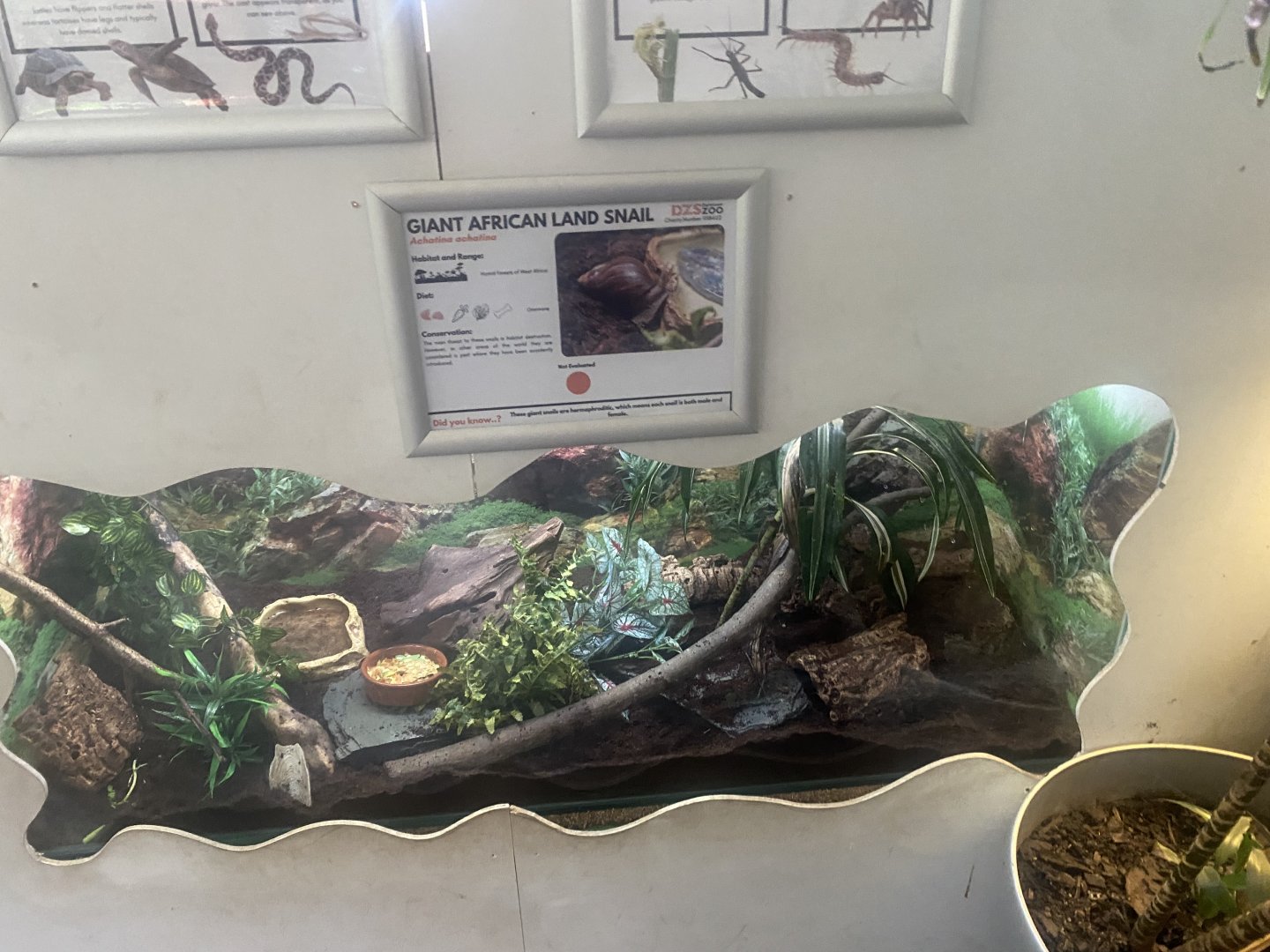 Giant African land snail exhibit 050925