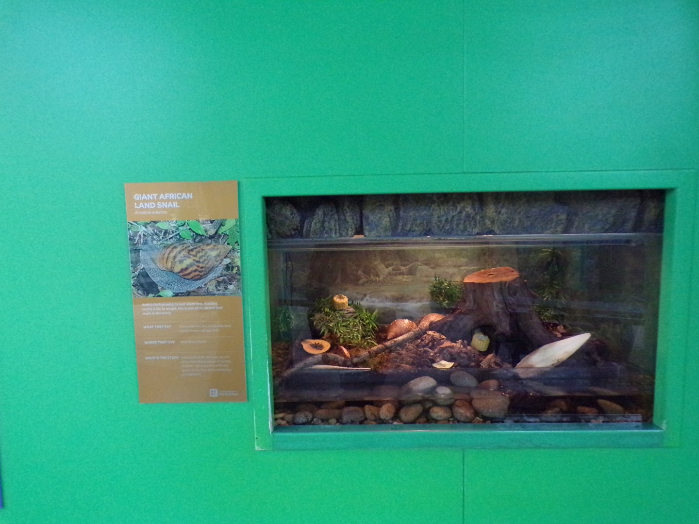 Giant African land snail exhibit 11.2.25