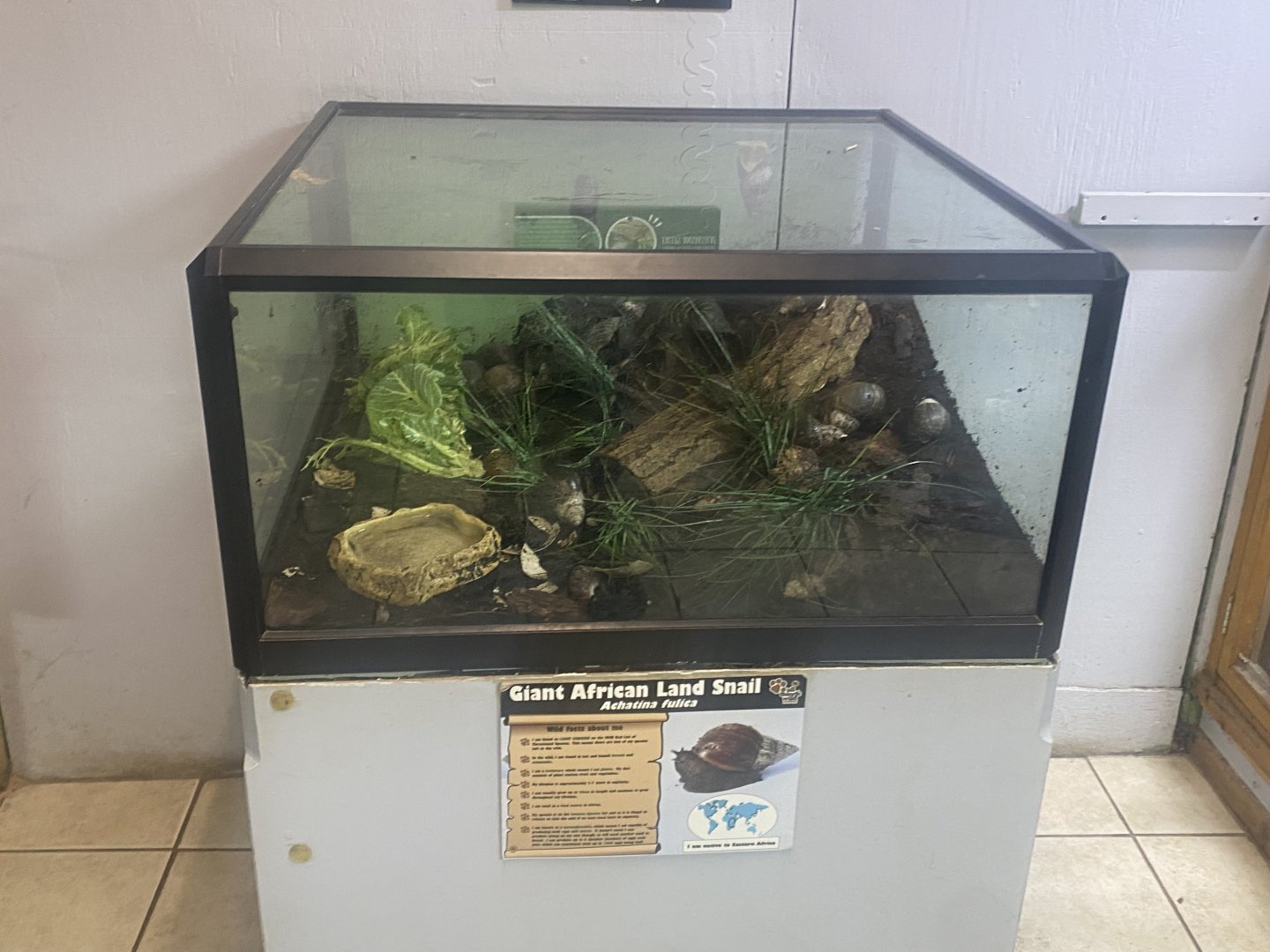 Giant African land snail exhibit 280425