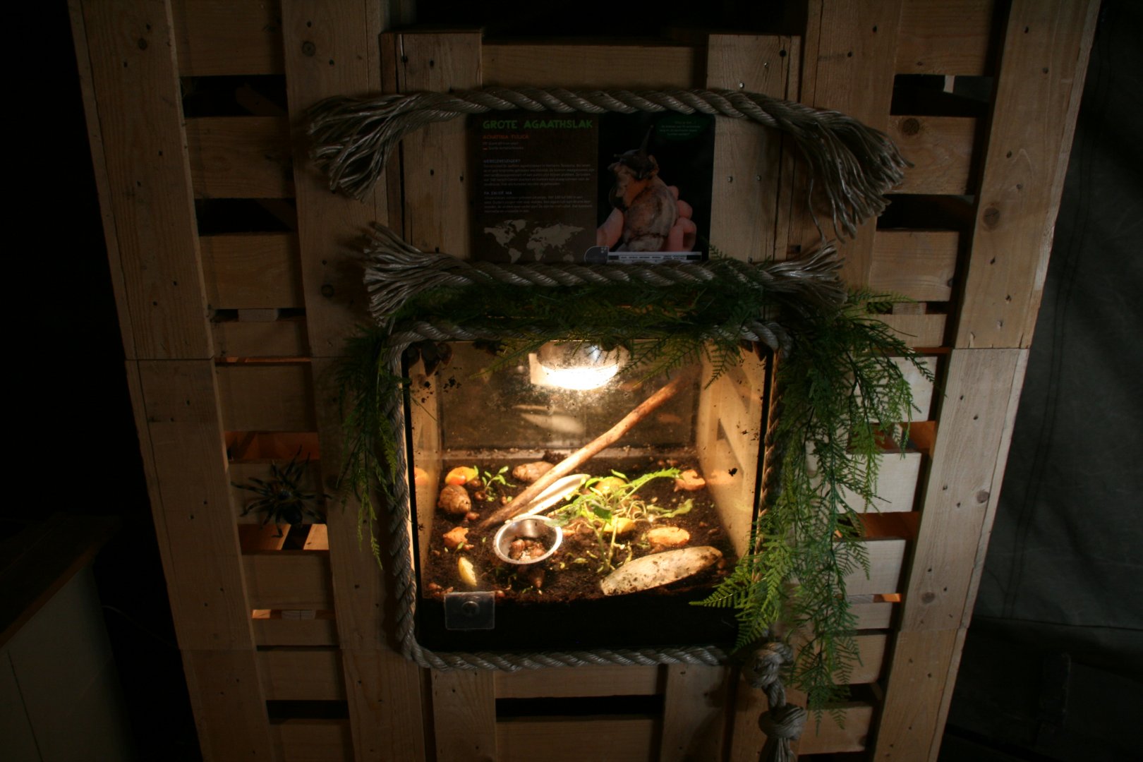 giant African land snail exhibit