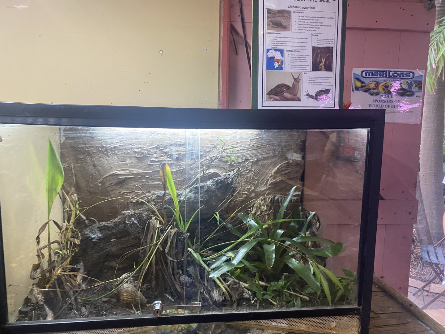 Giant African Land Snail Exhibit