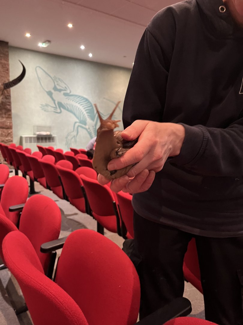 Giant African land snail in lecture theatre display 29.10.23