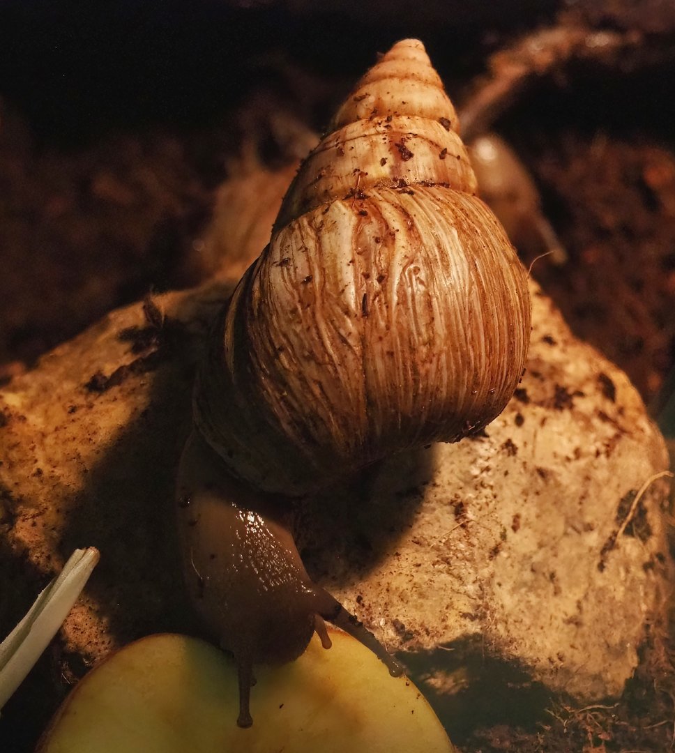 Giant African land snail (Lissachatina fulica), 2023-04-30