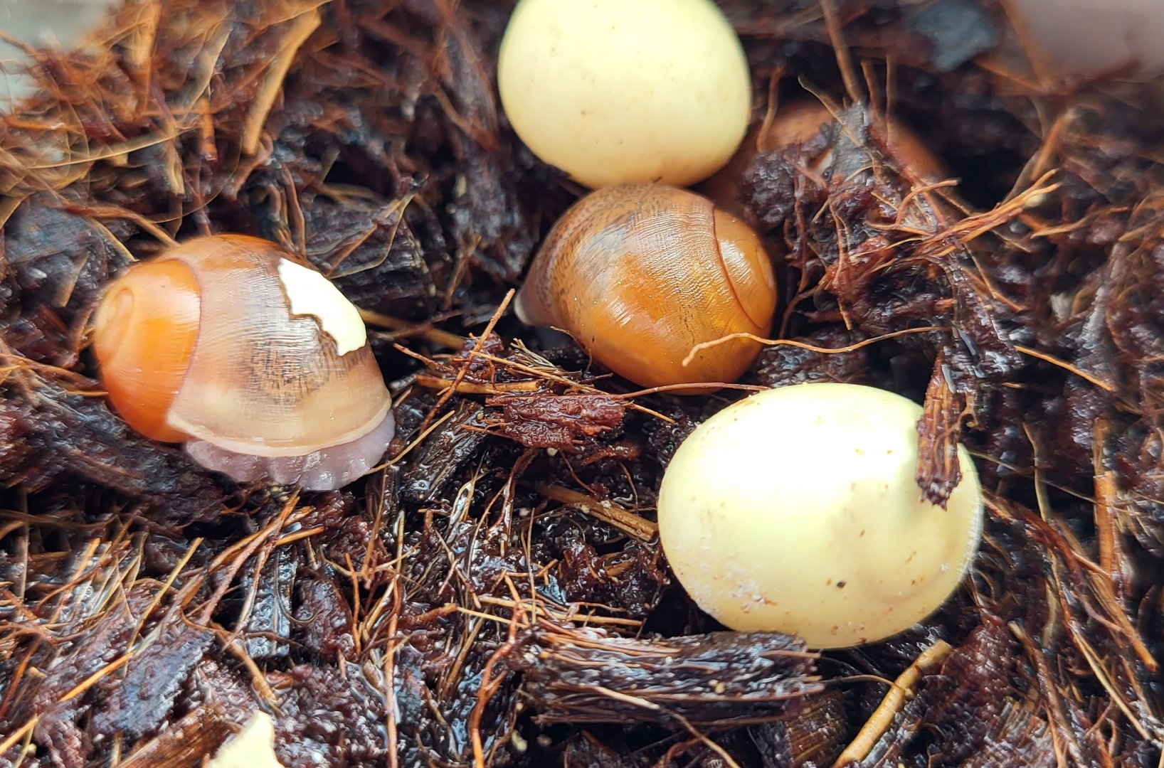 Giant African land snail - Lissachatina fulica - eggs and freshly-hatched