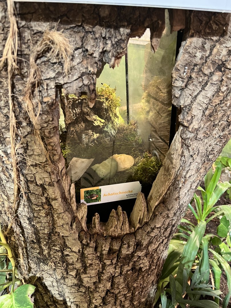 Giant african land snail log exhibit 13.7.25