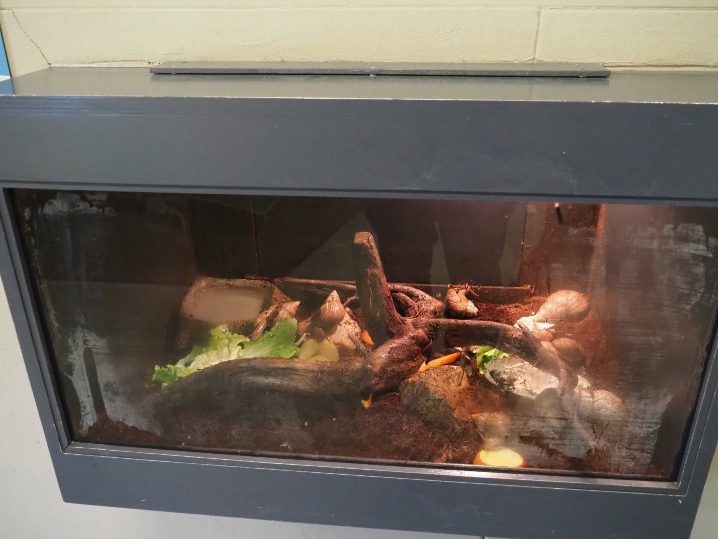 Giant African land snail terrarium, 2023-04-30