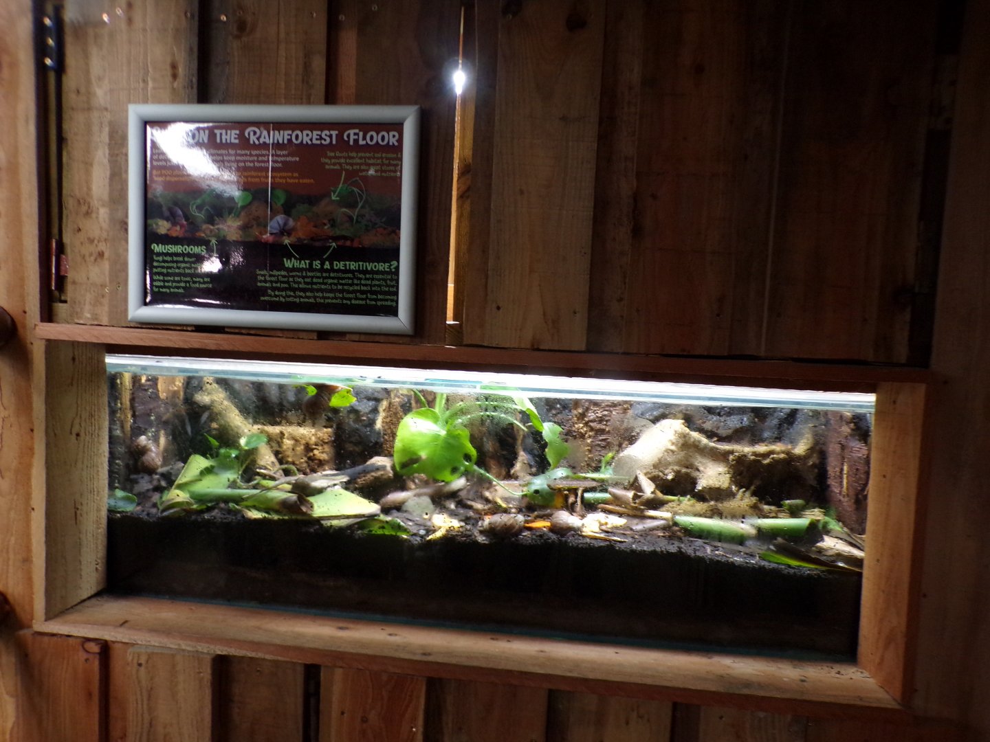 Giant african land snail terrarium in bat house 14.10.23