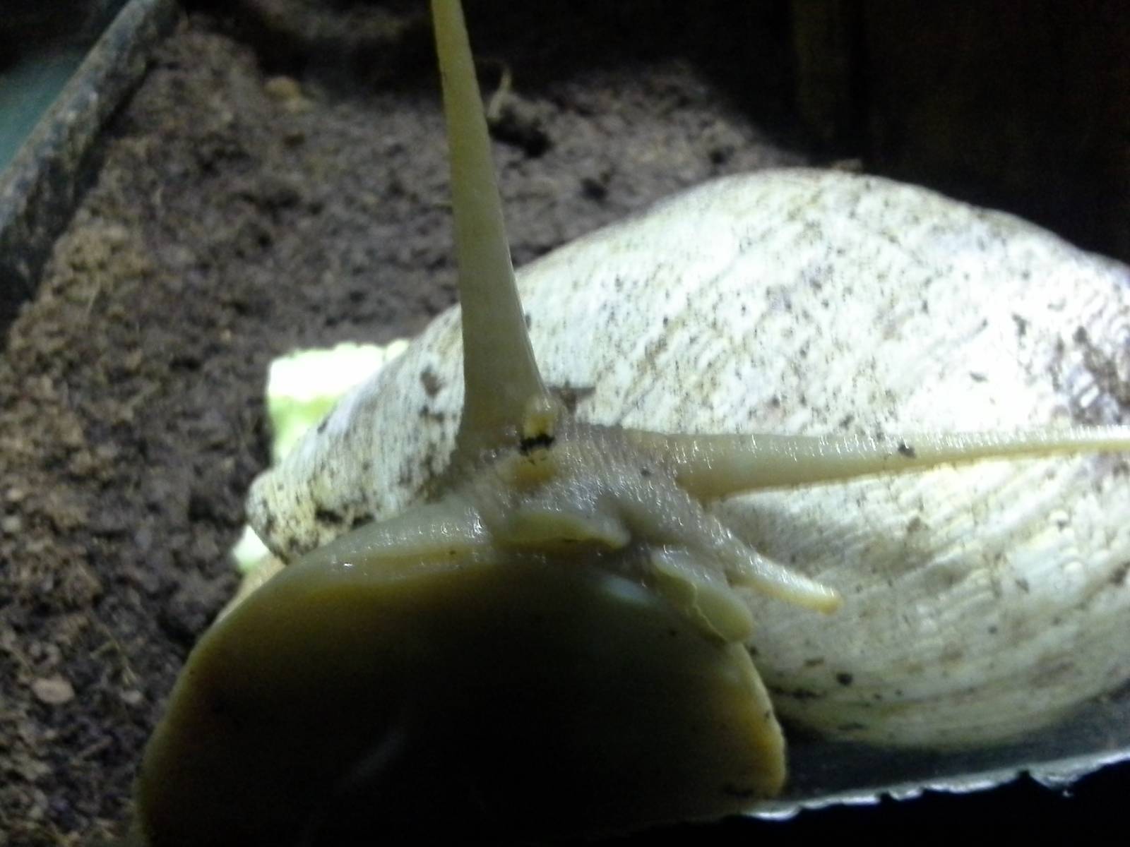 Giant African land snail