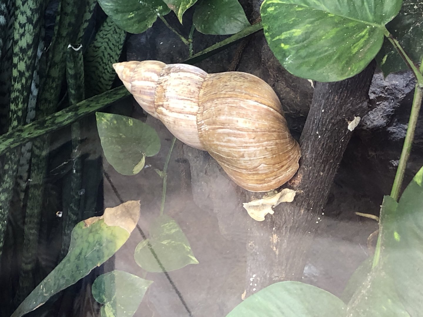 Giant African land snail