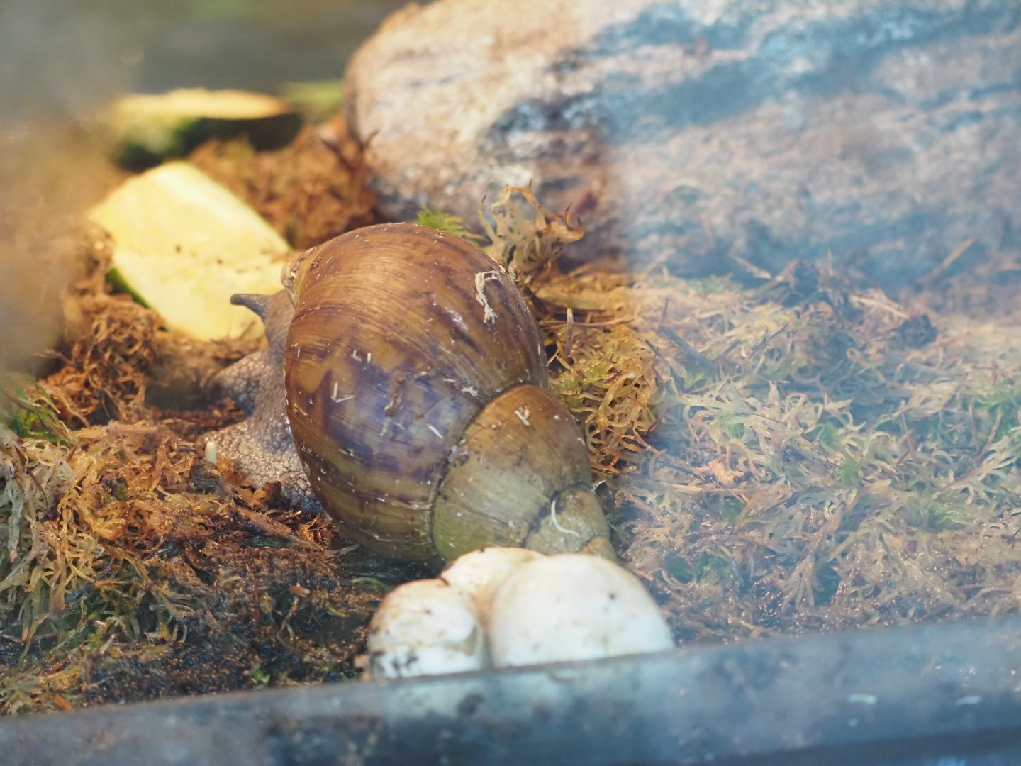 Giant African Land Snail