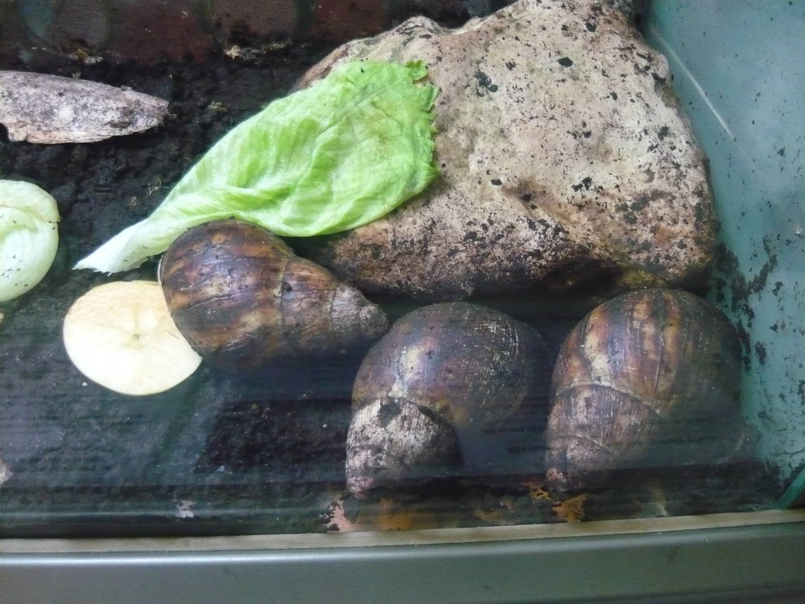 Giant African land snails (Achatina fulica)