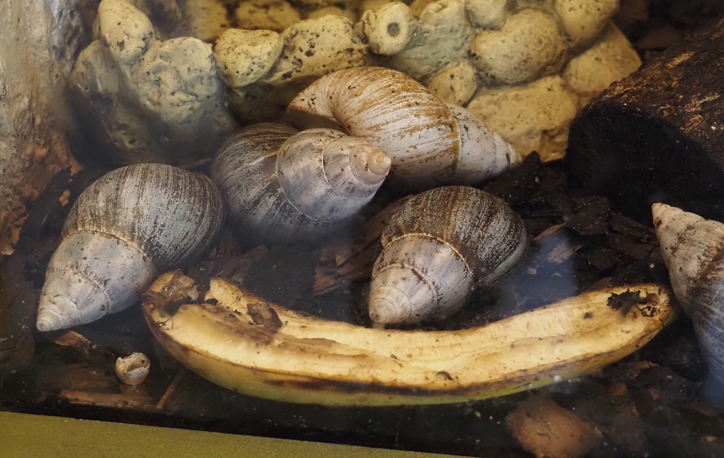 Giant African land snails (Lissachatina fulica), 2025-05-22