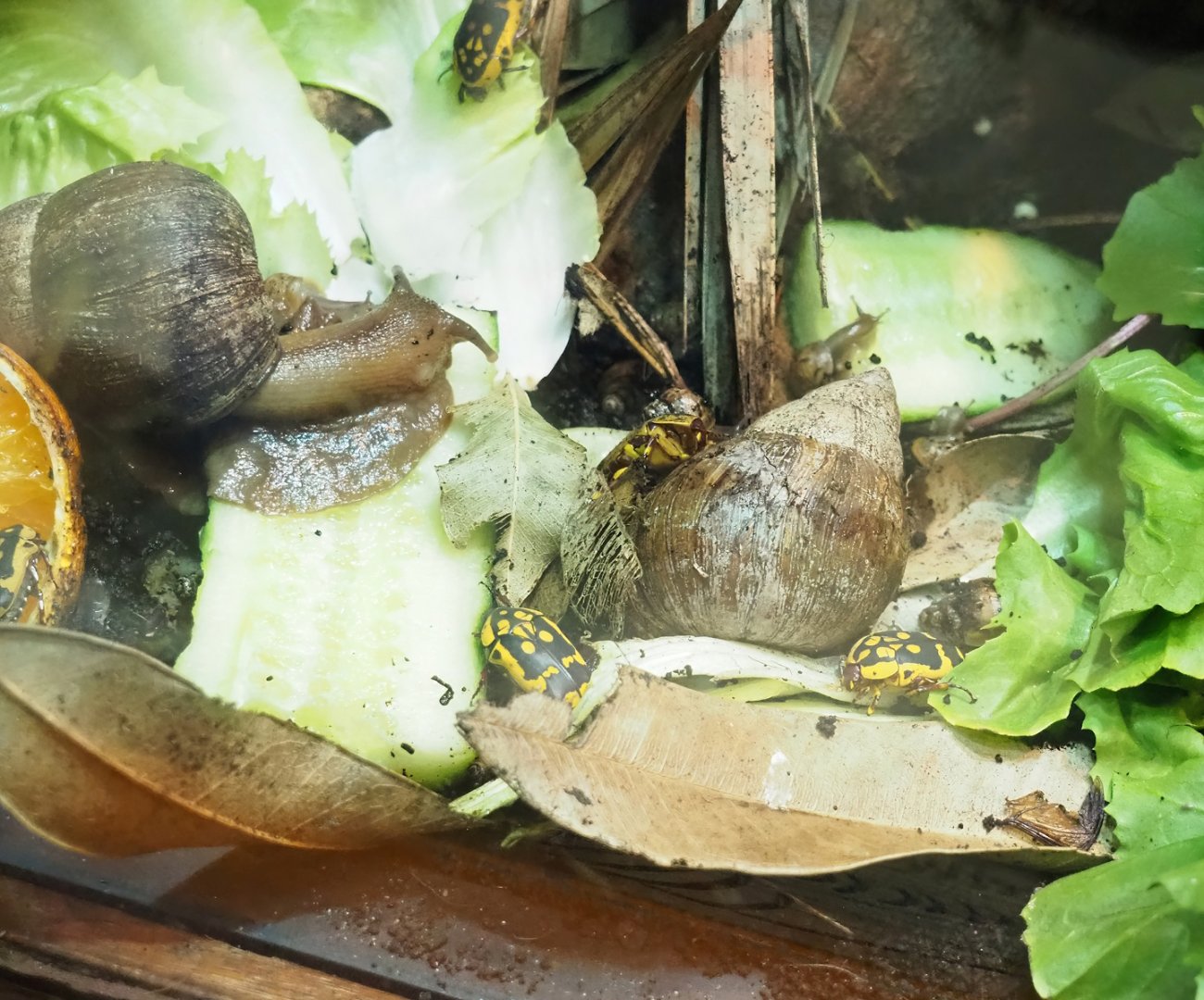 Giant African land snails (Lissachatina fulica) and Flower beetles (Pachnoda species, possible Pachnoda aemula), 2023-09-24
