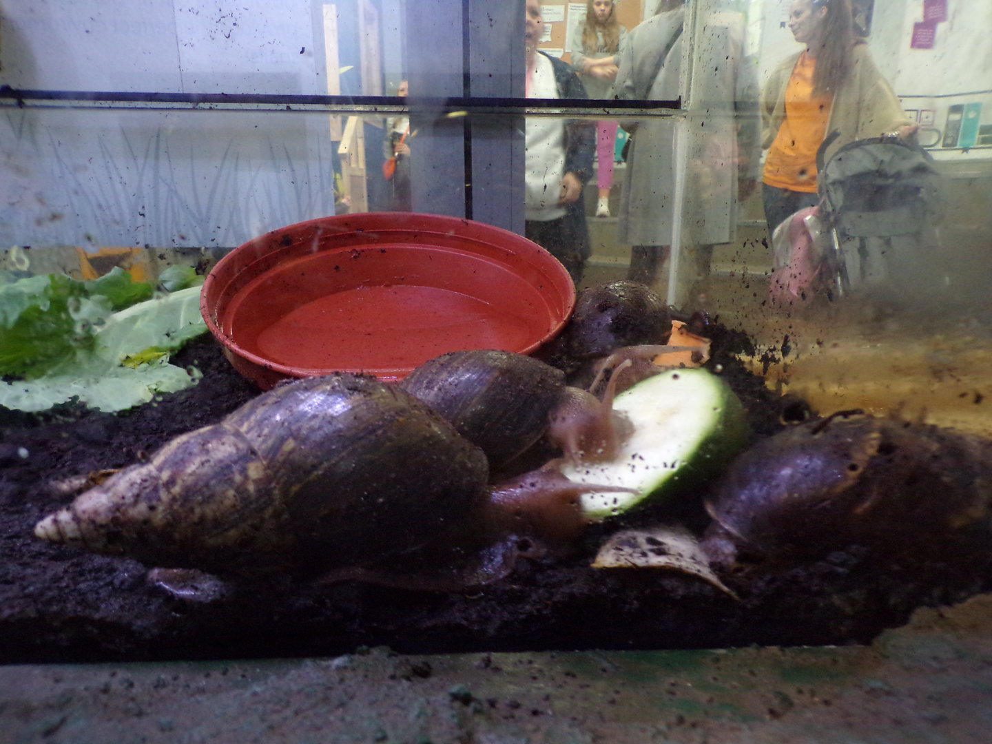 Giant African land snails