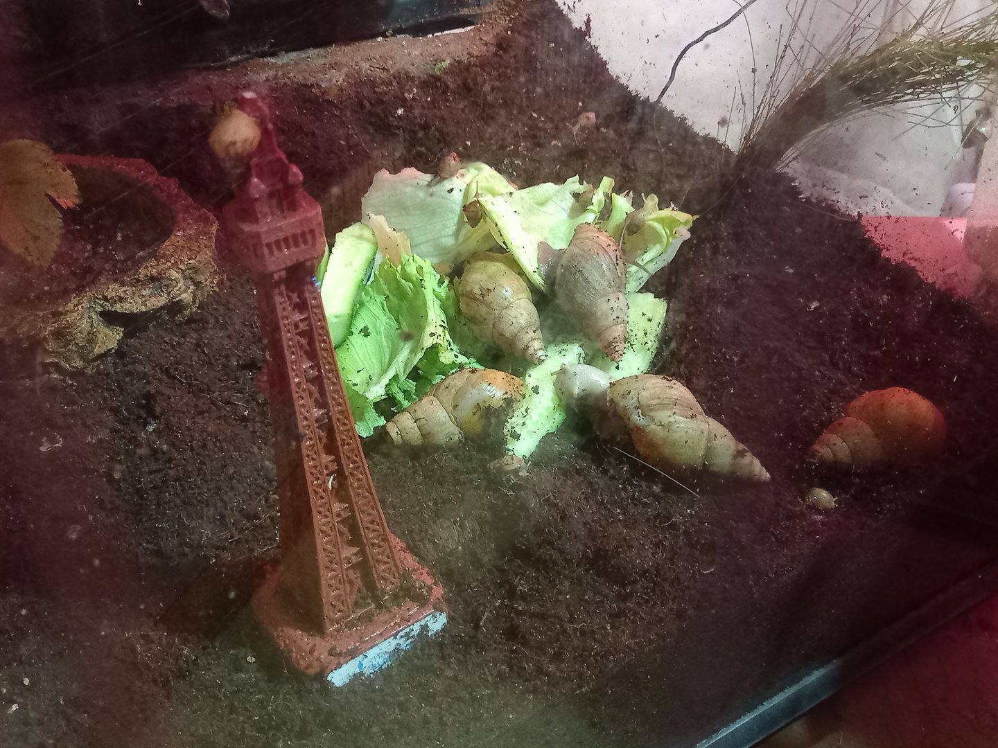 Giant African Land Snails