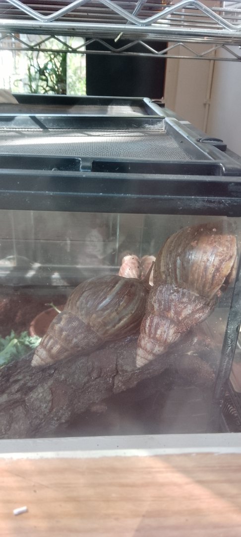 Giant African Land Snails