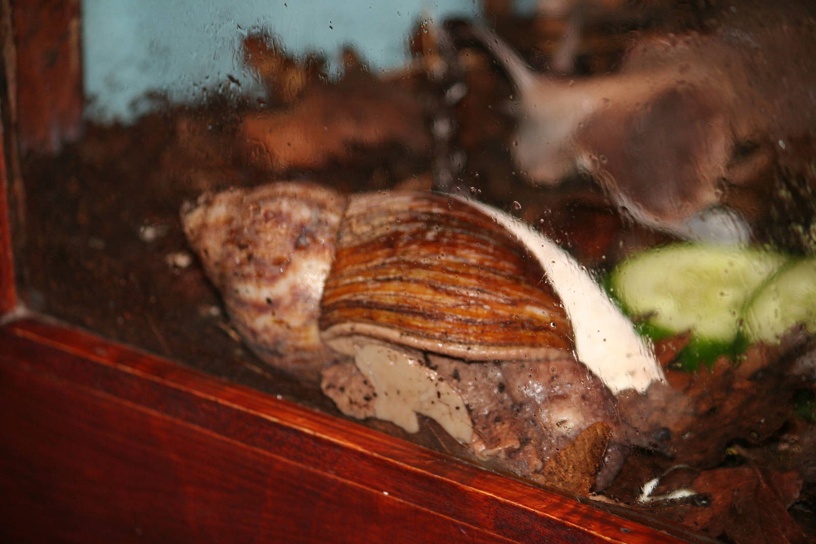 Giant African landsnail sp?