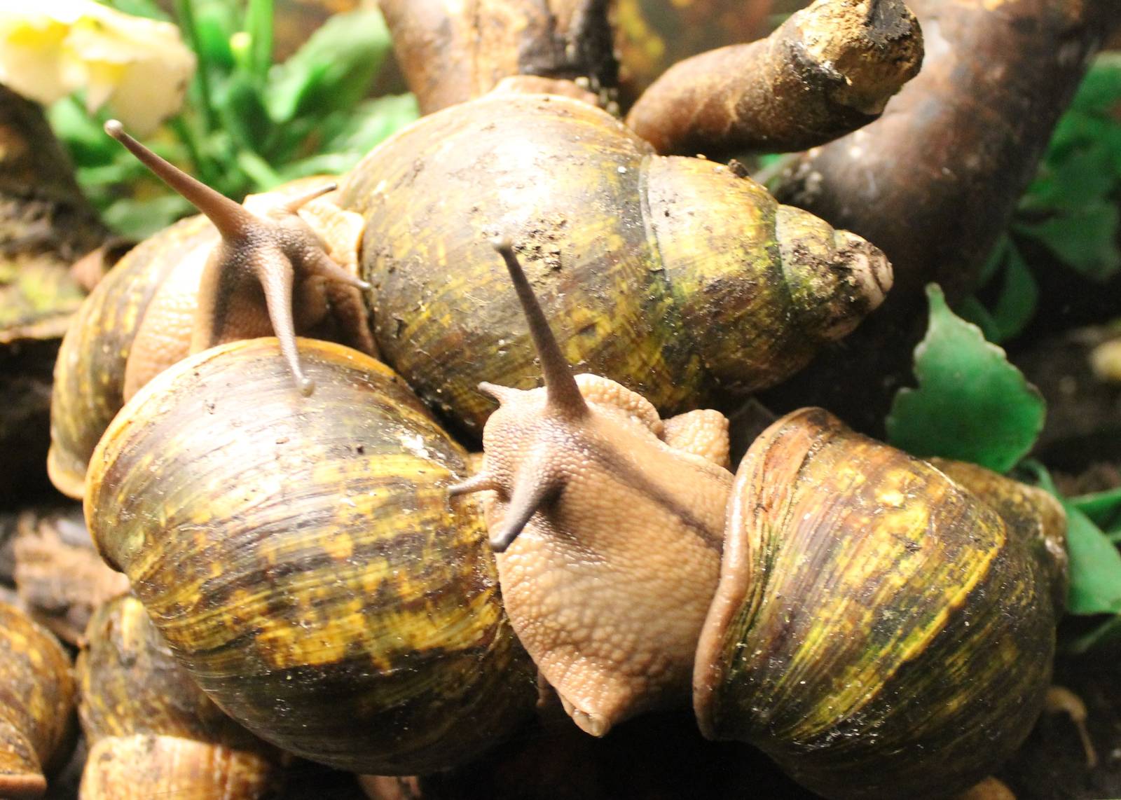 Giant African landsnail