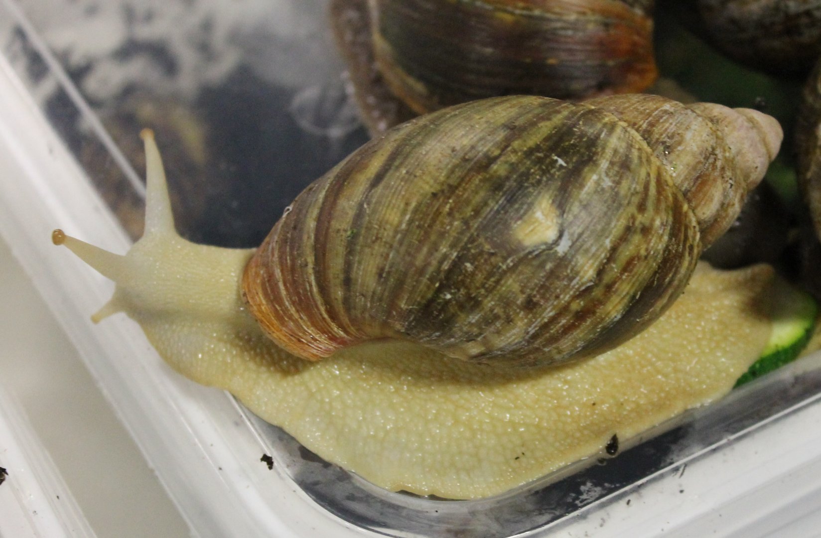 Giant african landsnail