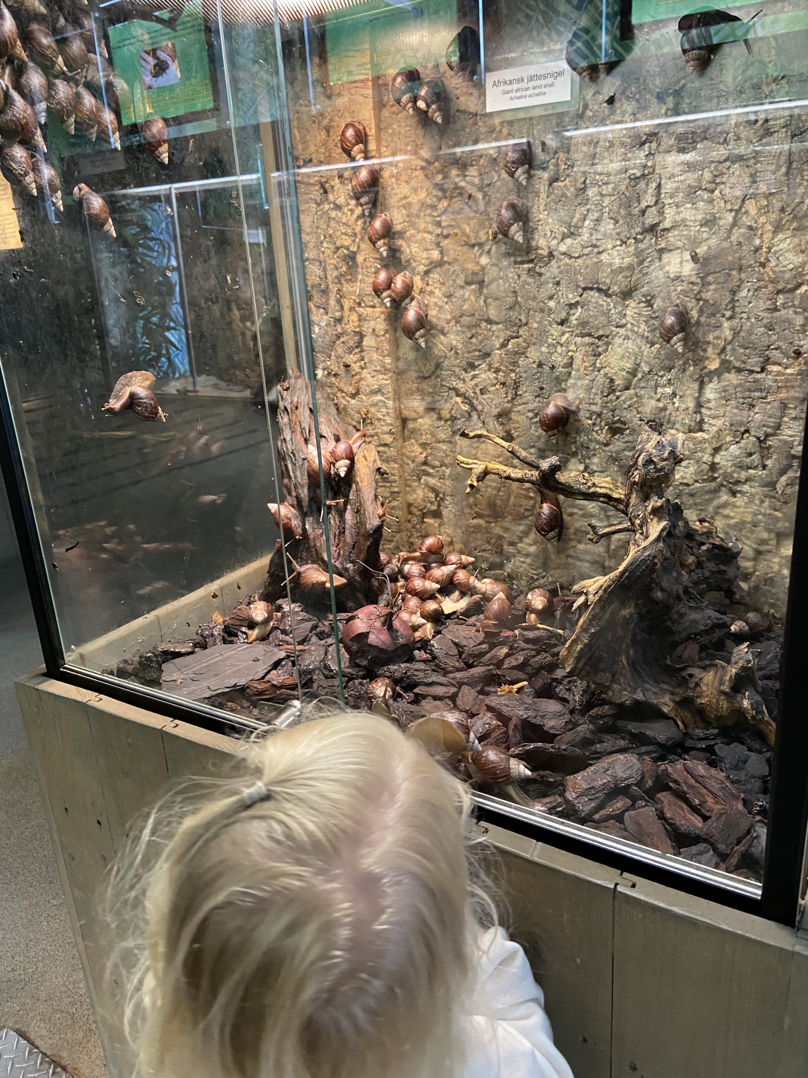 Giant African landsnails 2022