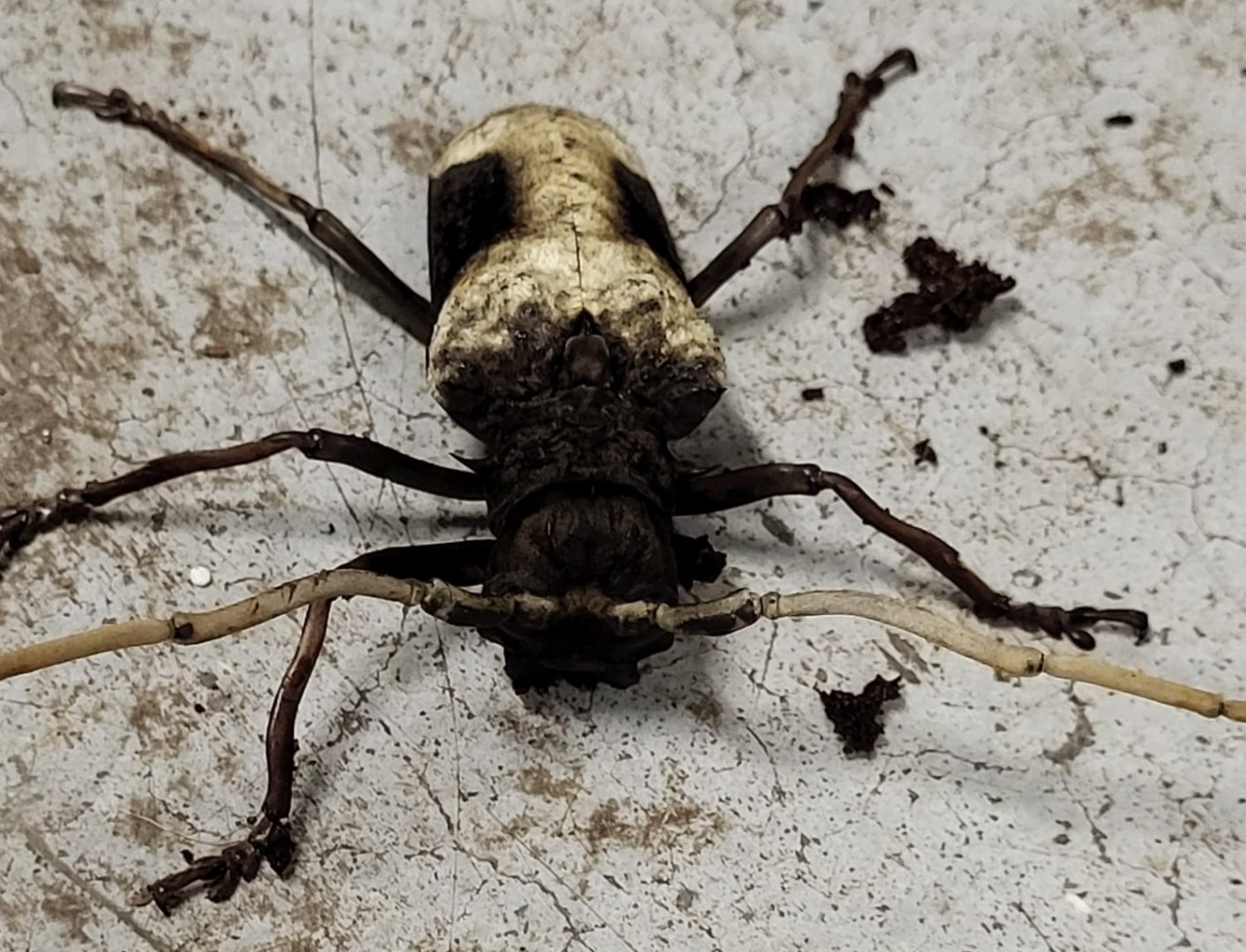 Giant African longhorn beetle - Petrognatha gigas