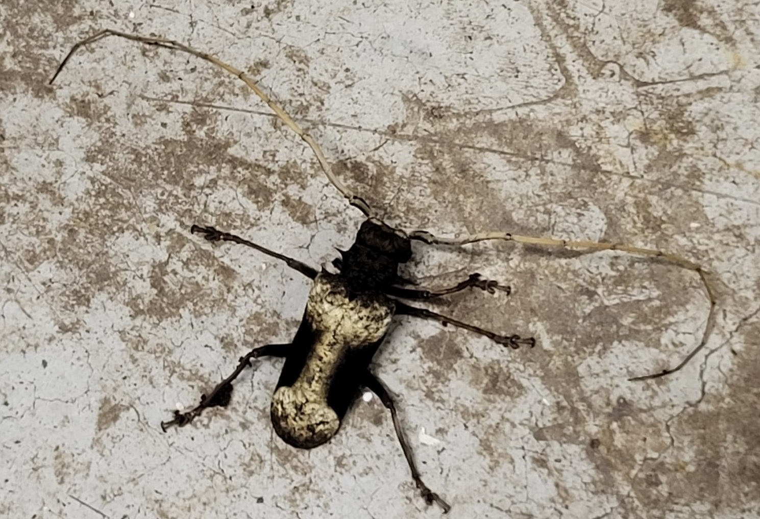 Giant African longhorn beetle - Petrognatha gigas