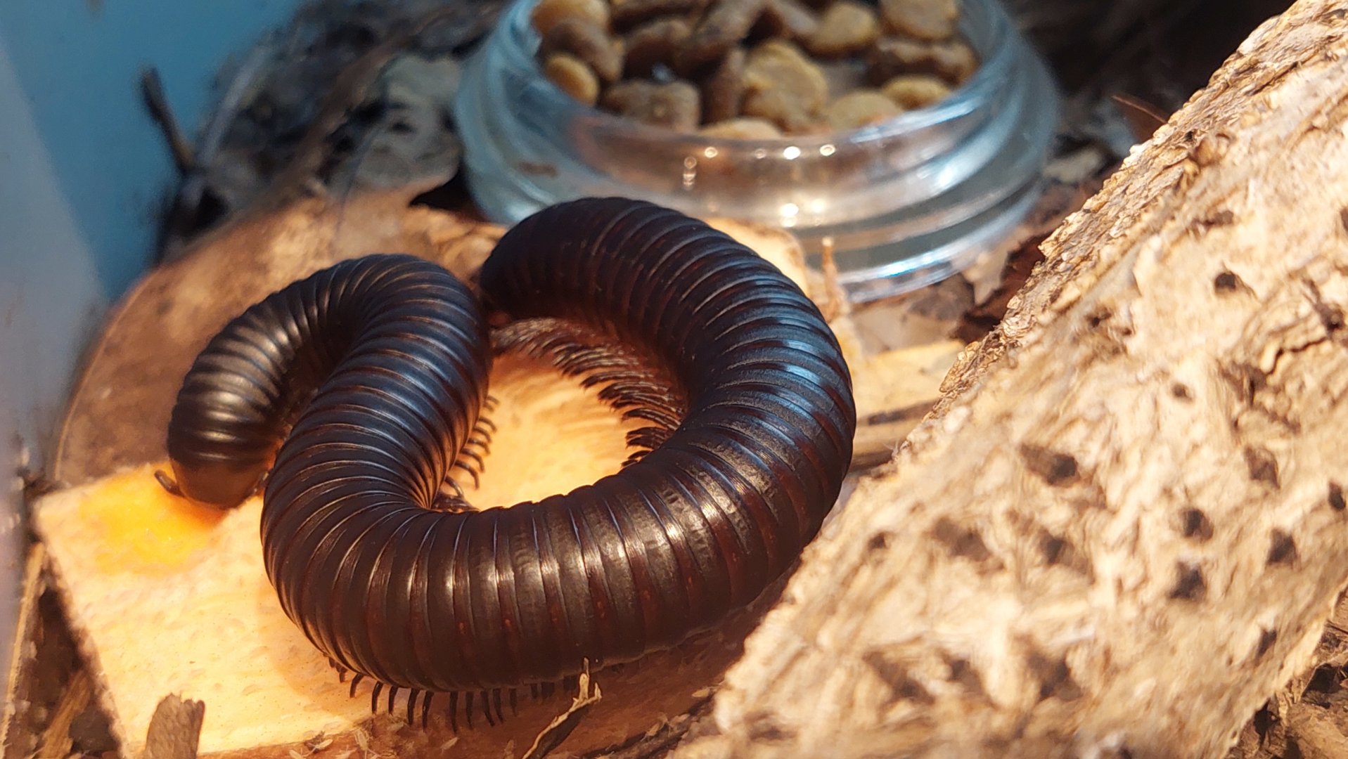 Giant african millipede (Archispirostreptus gigas)