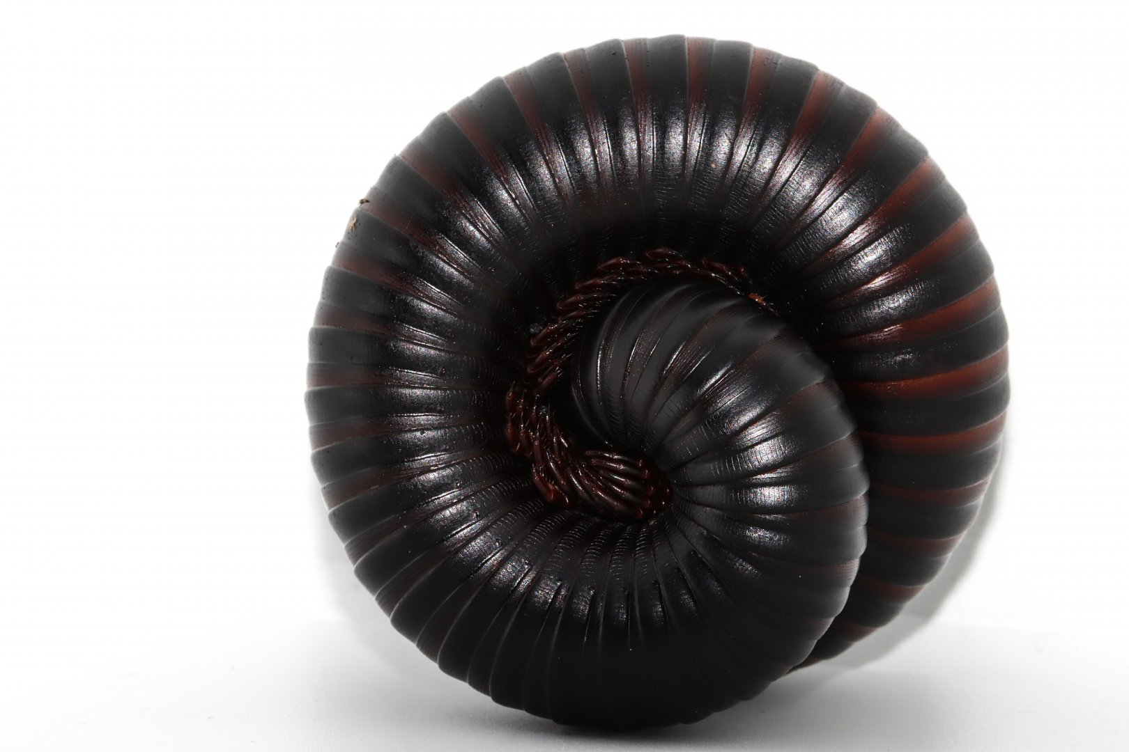 Giant African millipede (Archispirostreptus gigas)